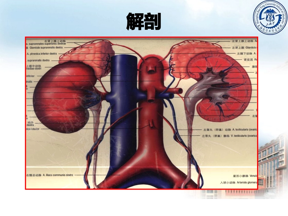 肾上腺疾病教学课件_第3页