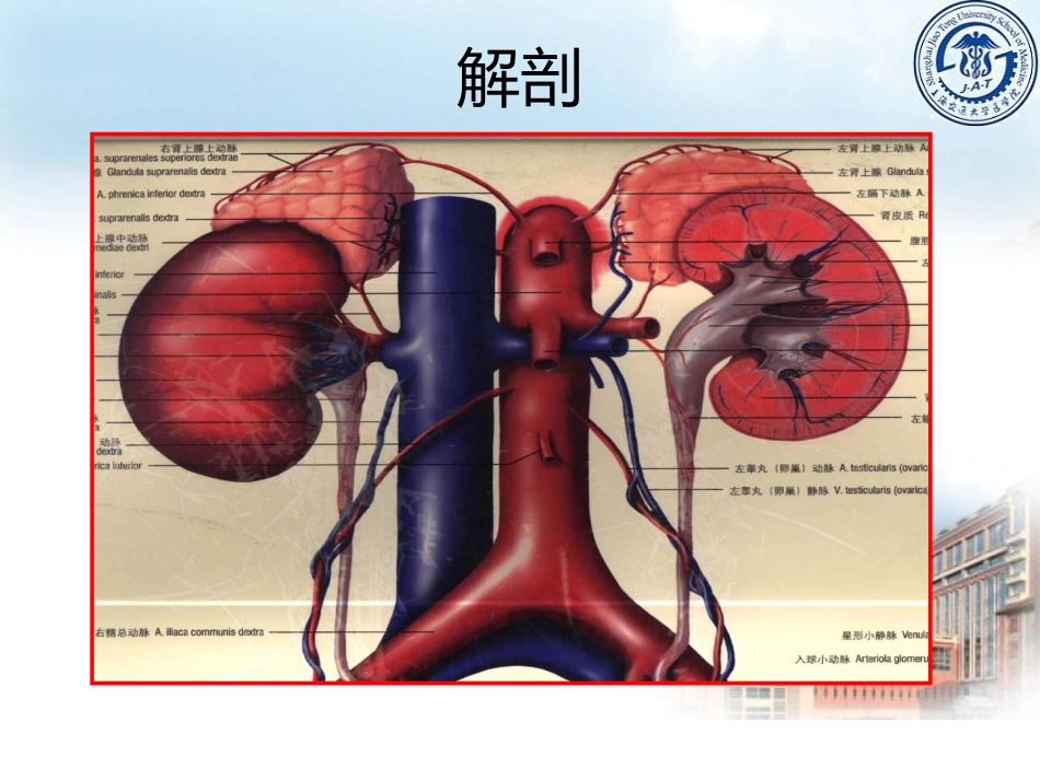 肾上腺疾病优质课件_第3页