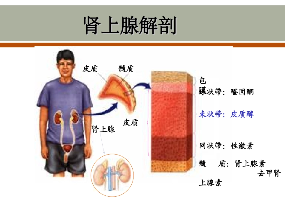 肾上腺皮质功能减退症_第3页