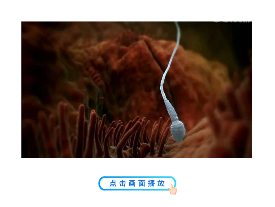 受精作用 公开课_第2页