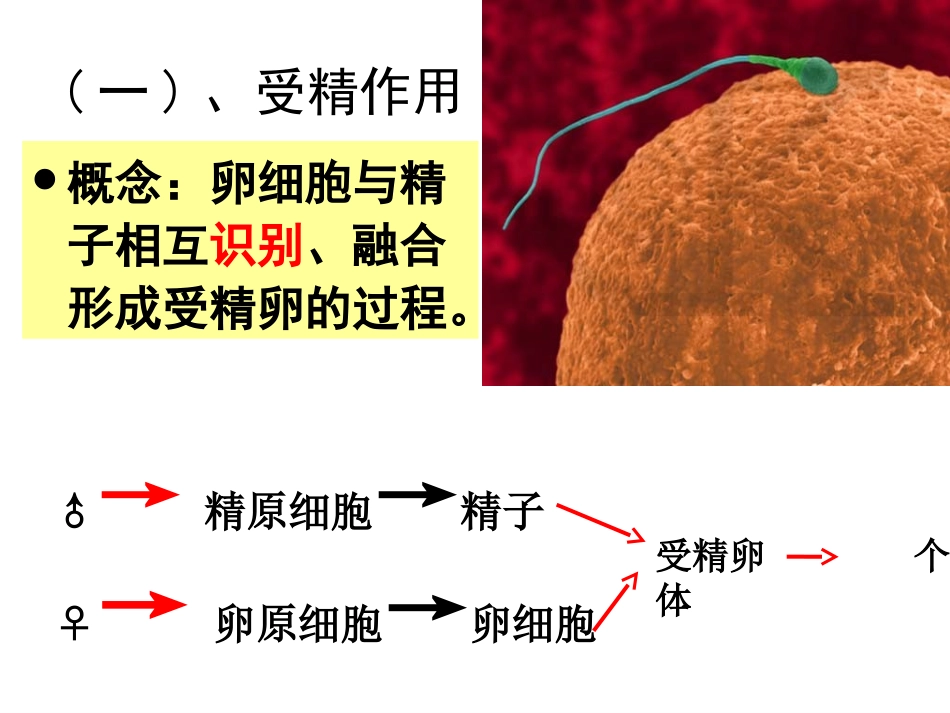 受精作用 公开课_第3页