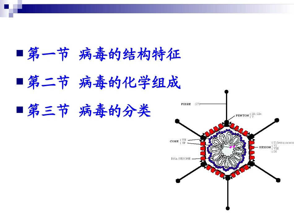 兽医微生物学课件病毒的结构和分类_第2页