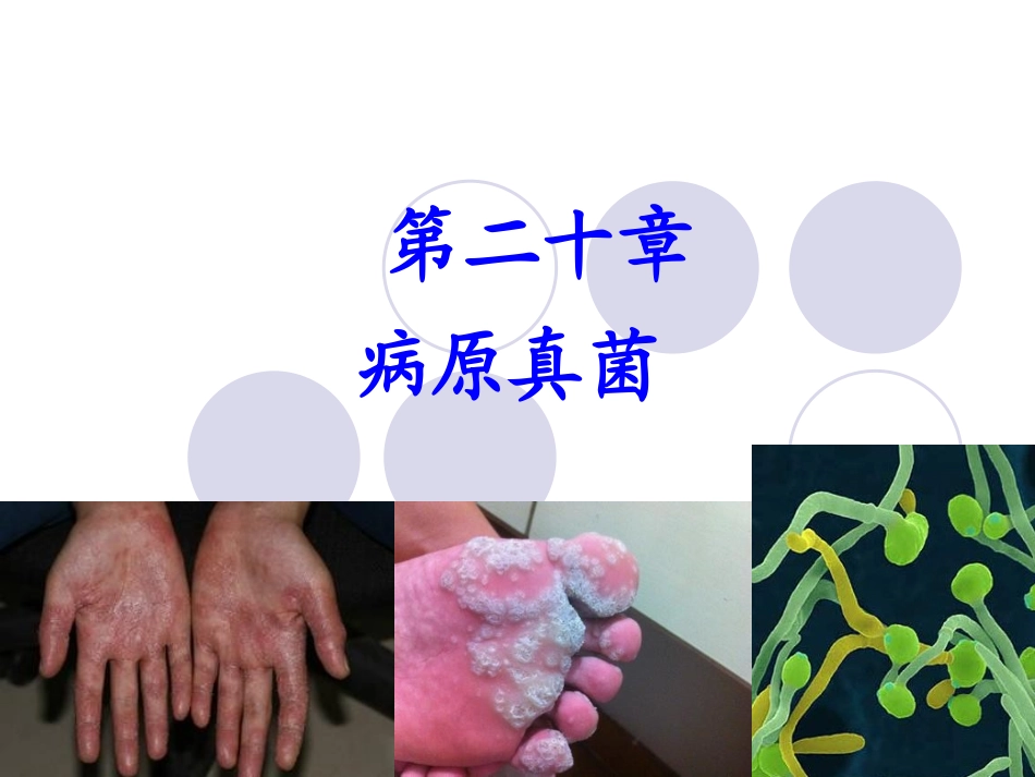 兽医微生物学课件病原真菌_第1页