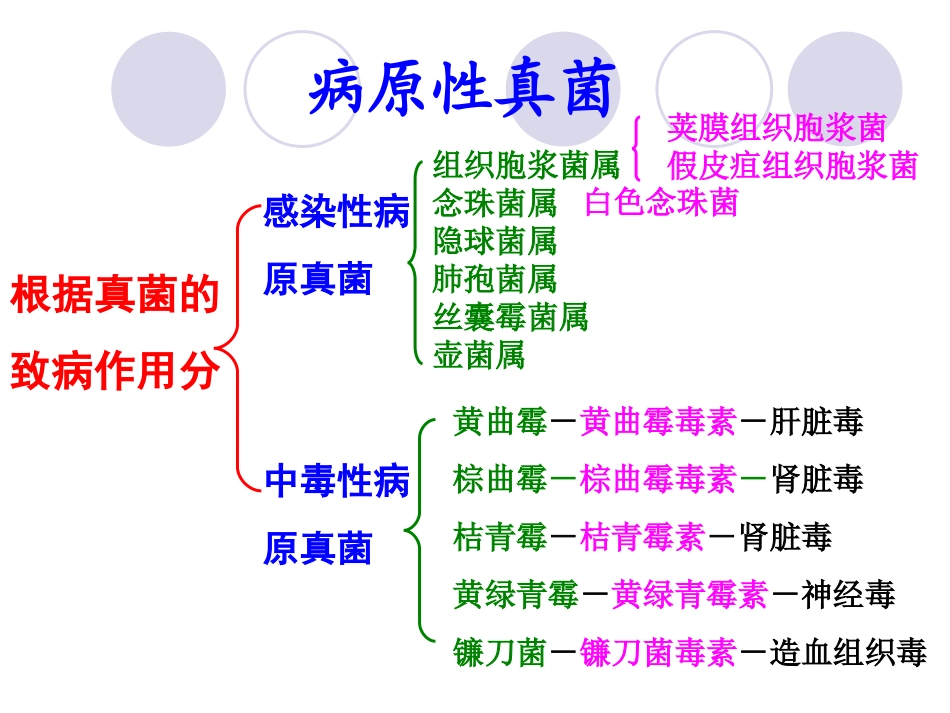 兽医微生物学课件病原真菌_第2页