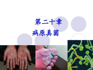 兽医微生物学课件病原真菌