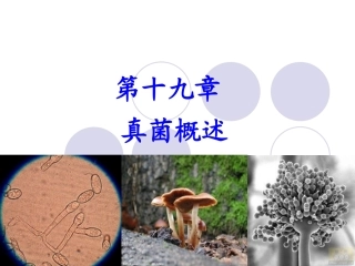 兽医微生物学课件真菌概述