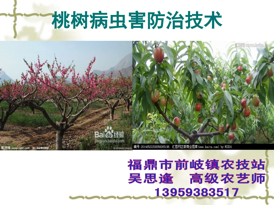 水蜜桃病虫害精品课件_第1页