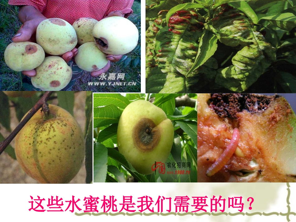 水蜜桃病虫害精品课件_第2页