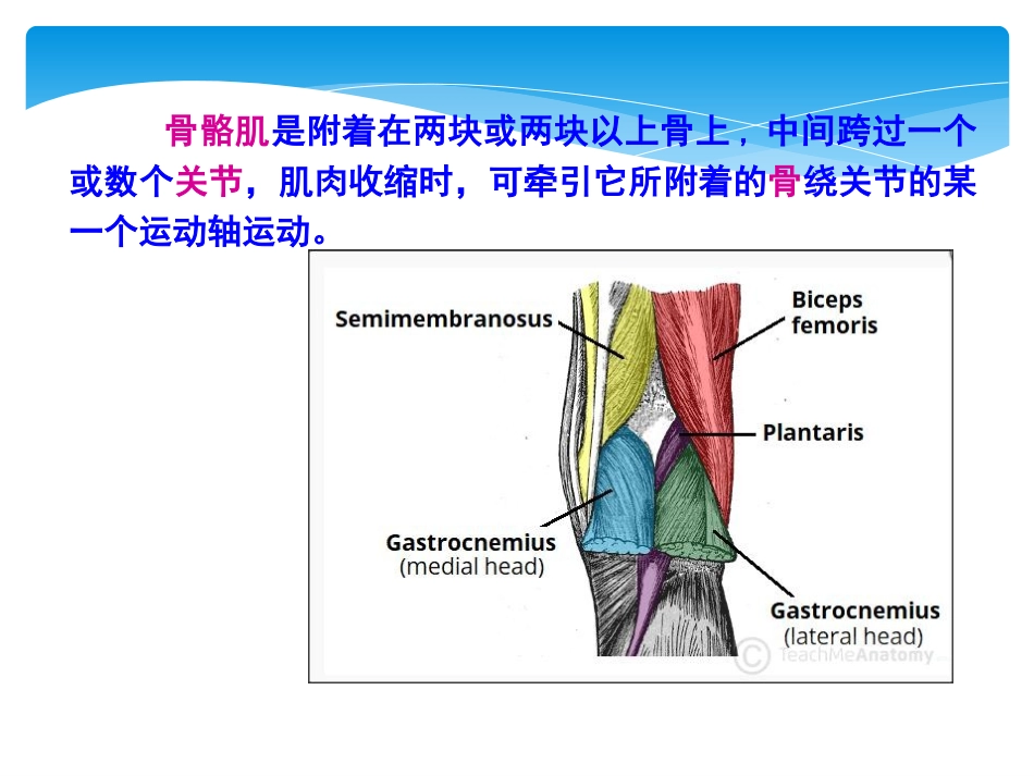 体育运动解剖学分析_第3页