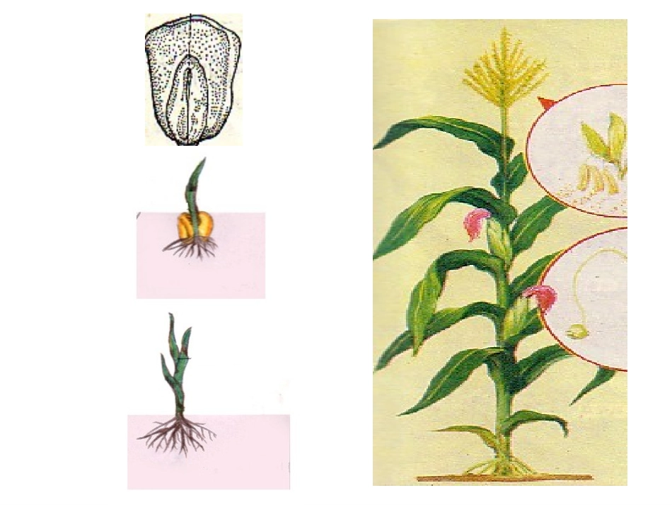 细胞的分裂和分化_第2页