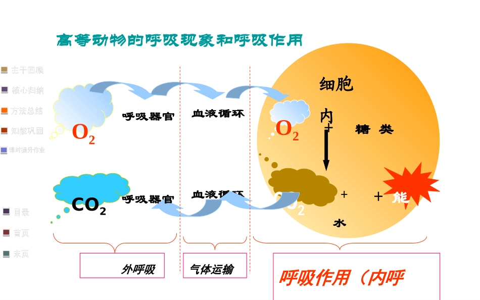 细胞呼吸适合一轮复习自己做的公开课_第3页