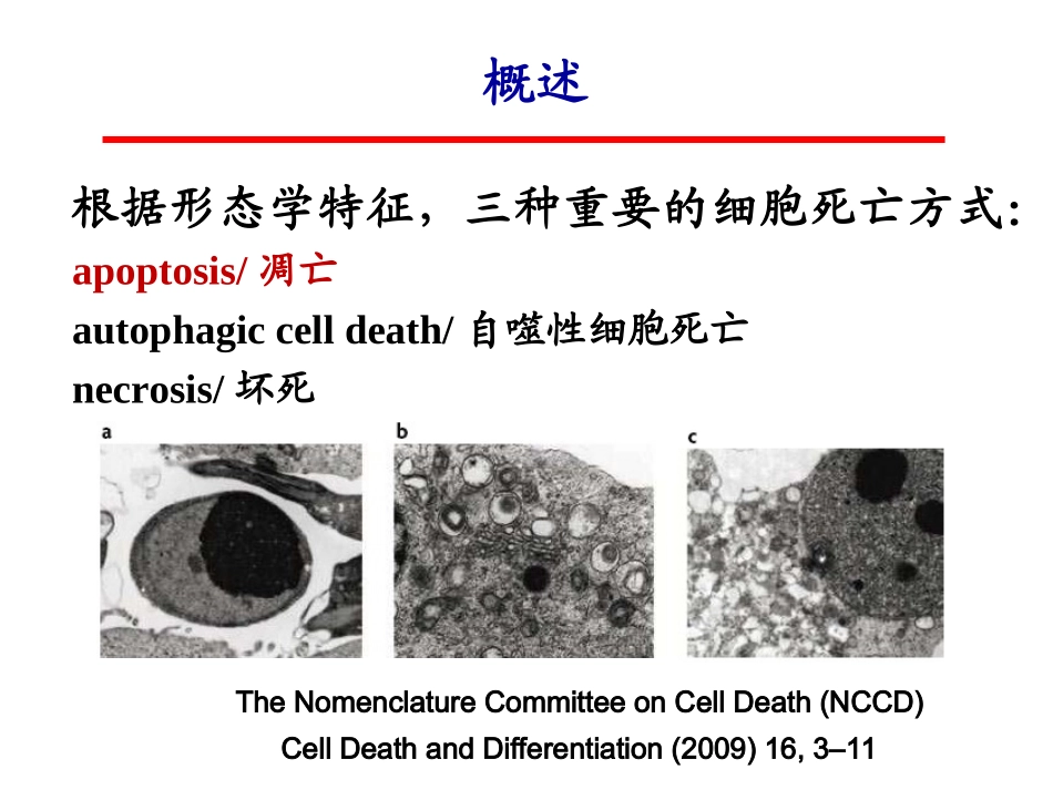 细胞生物学细胞死亡_第3页