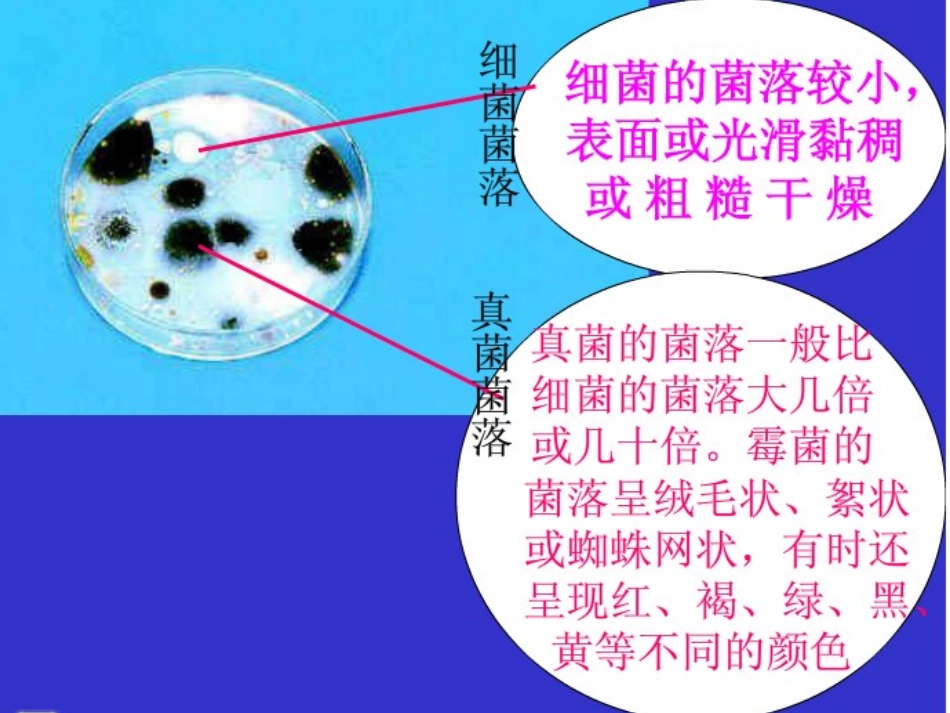 细菌和真菌复习_第3页