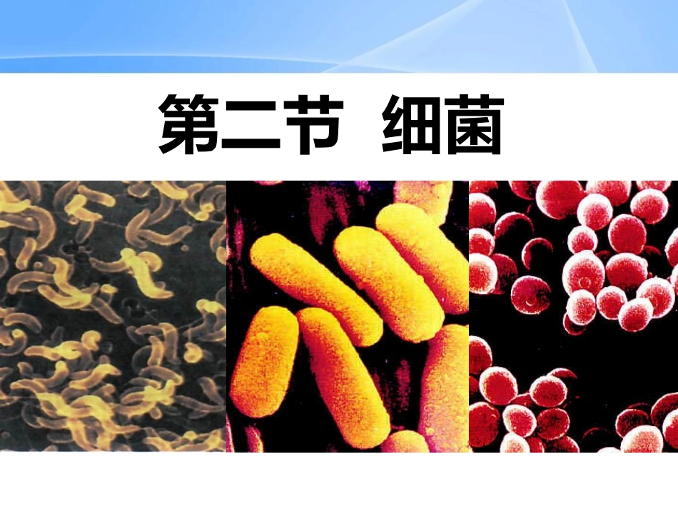 细菌细菌和真菌课件_第1页