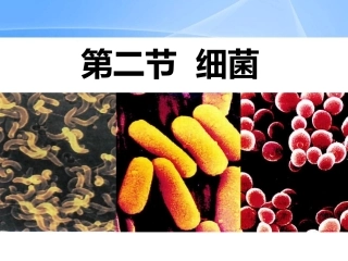 细菌细菌和真菌课件