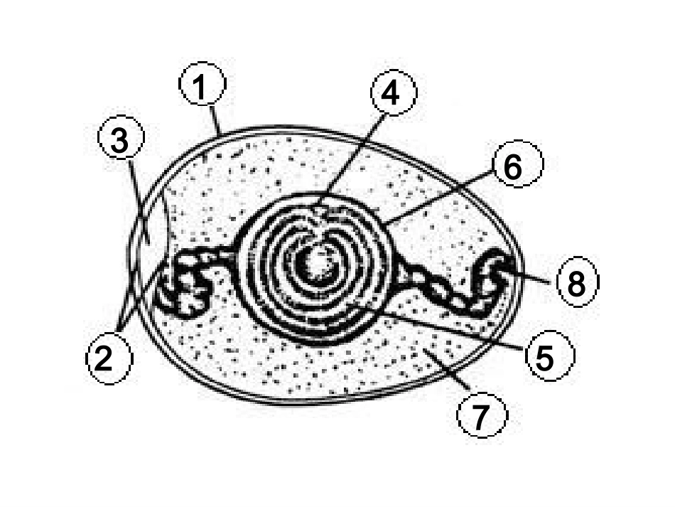细菌与真菌复习课件_第1页