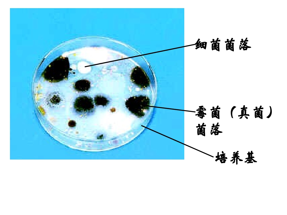 细菌与真菌复习课件_第3页
