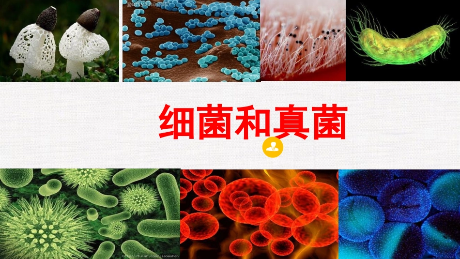 细菌真菌优质课课件_第1页