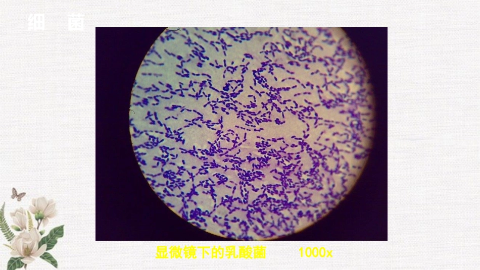 细菌真菌优质课课件_第3页