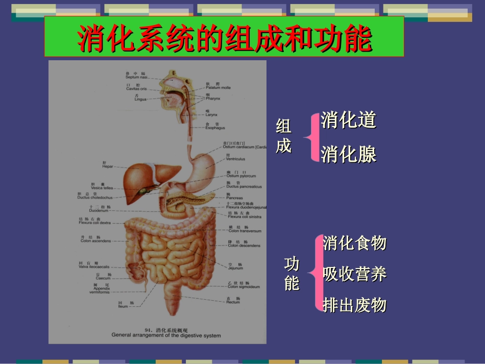 消化系统常见疾病优质课件_第2页