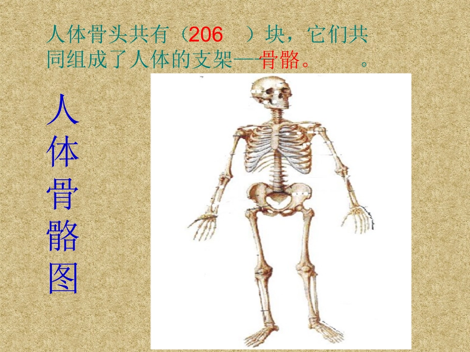 小四年级科学课件骨骼_第3页