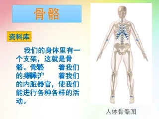 小学科学四上骨骼关节和肌肉