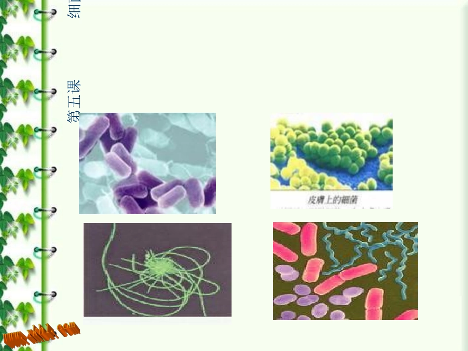 小学科学细菌和病毒_第1页