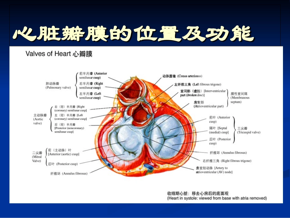 心脏瓣膜位置及听诊_第2页