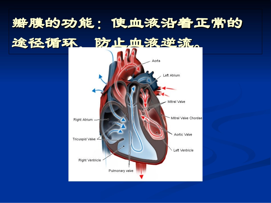 心脏瓣膜位置及听诊_第3页