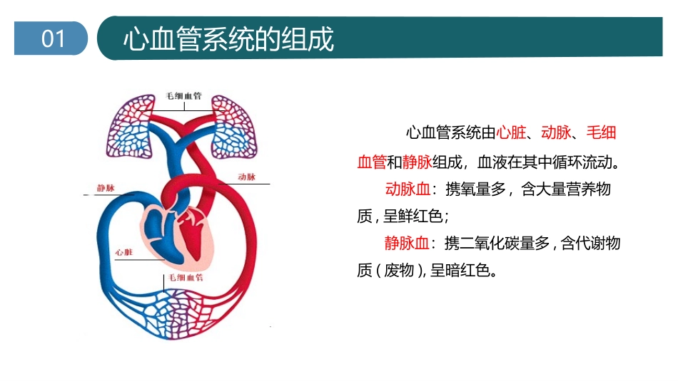 心脏的基本解剖_第1页