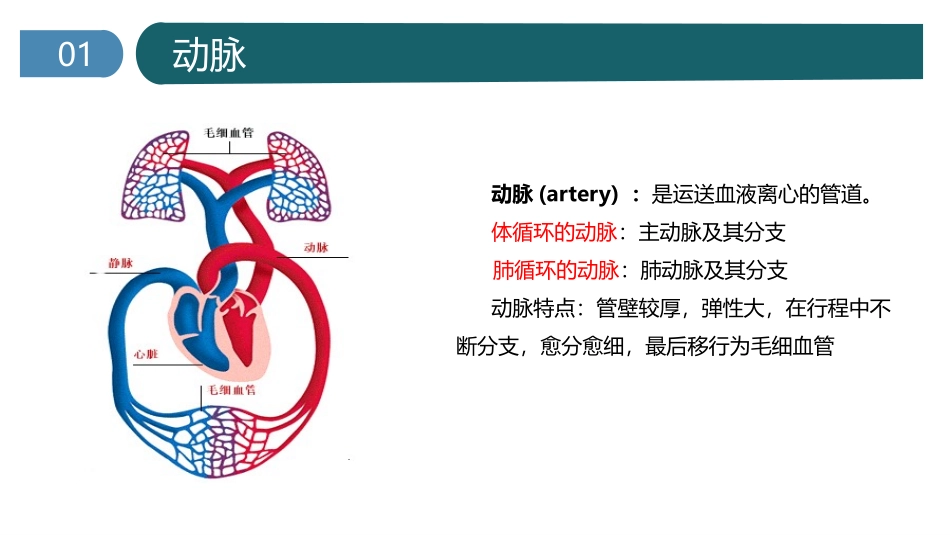 心脏的基本解剖_第3页