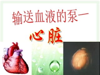 心脏教学课件