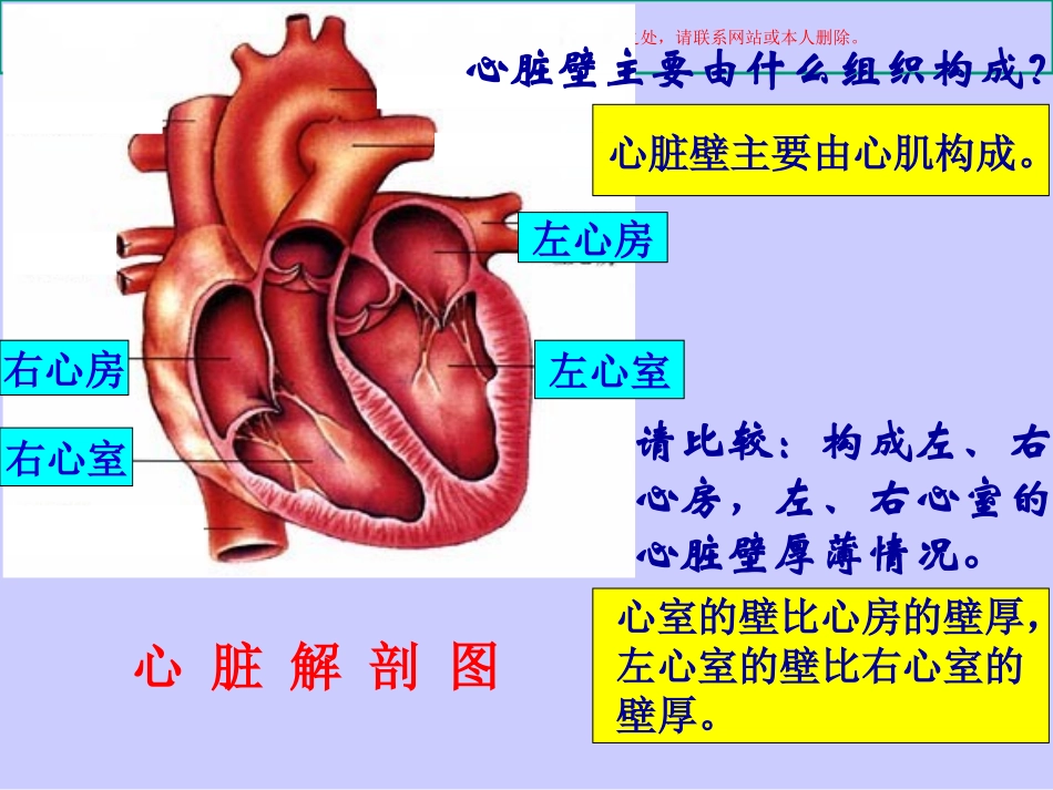 心脏血液循环课件_第2页