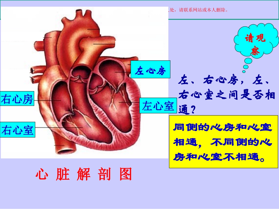 心脏血液循环课件_第3页