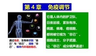 新教材免疫失调课件生物人教版选择性必修一