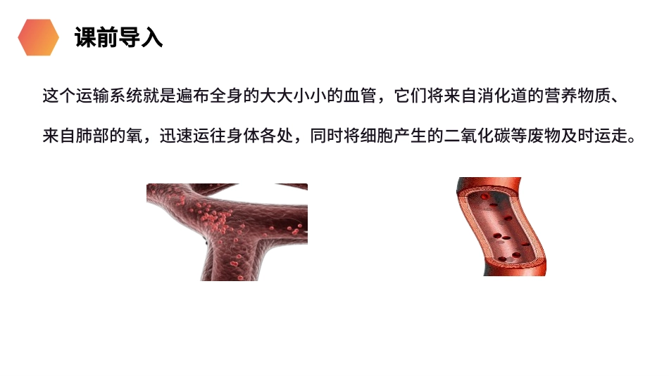 血流的管道―血管精品课件_第3页