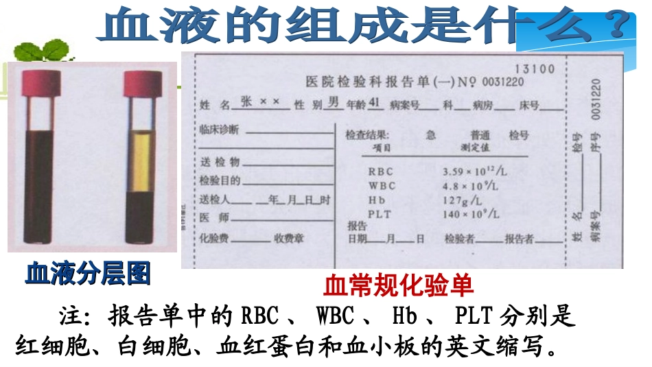 血液循环复习课件_第3页