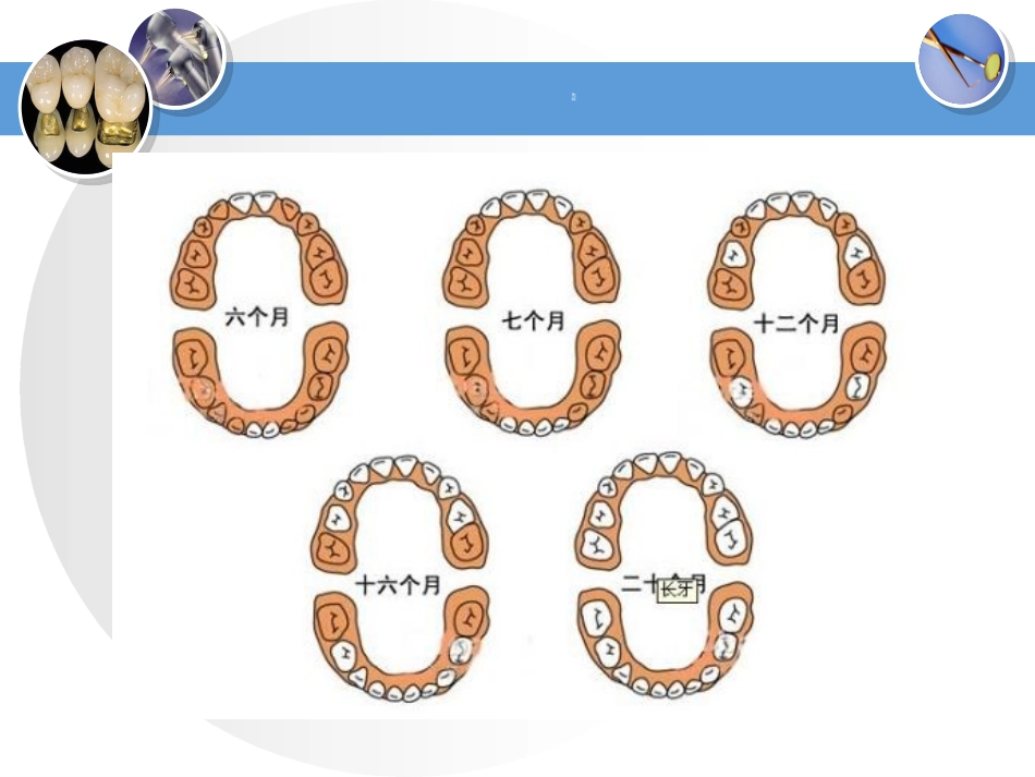 牙齿基础知识_第2页