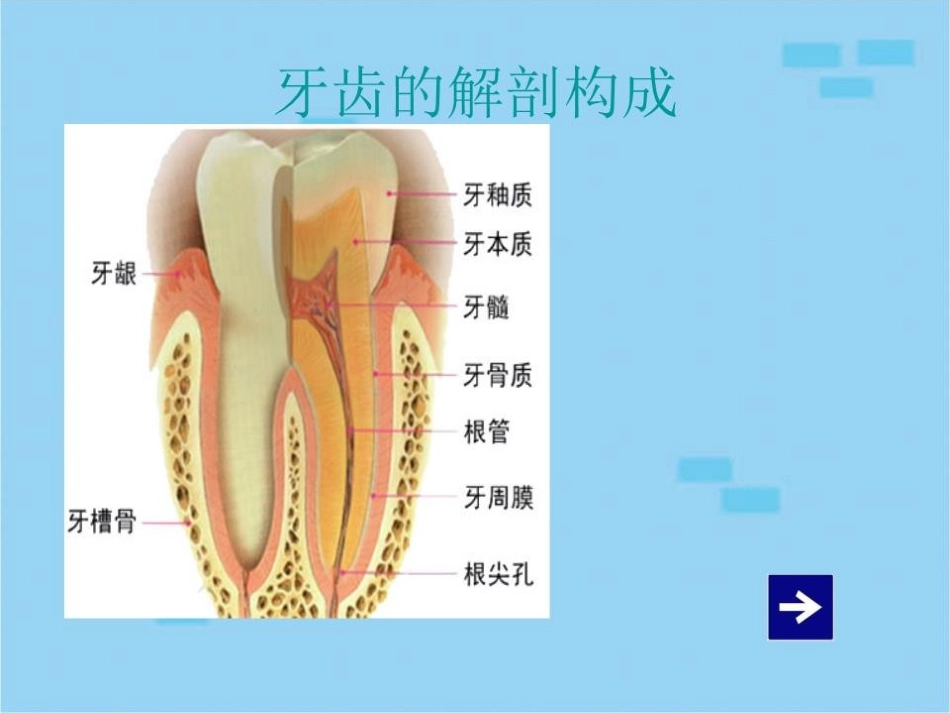 牙齿健康课件_第3页