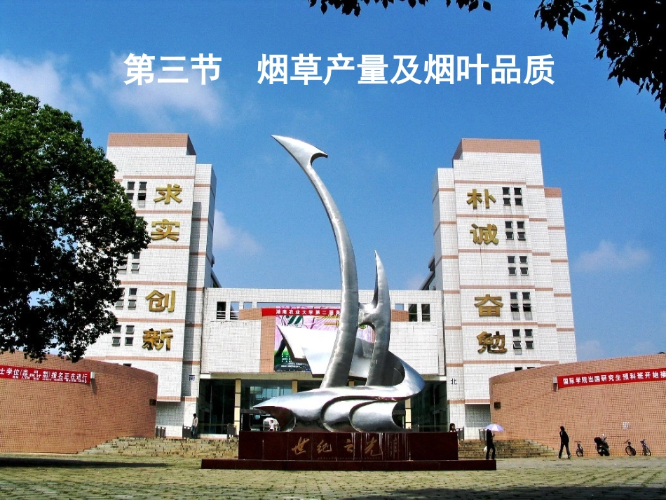 烟草的产量与品质_第1页