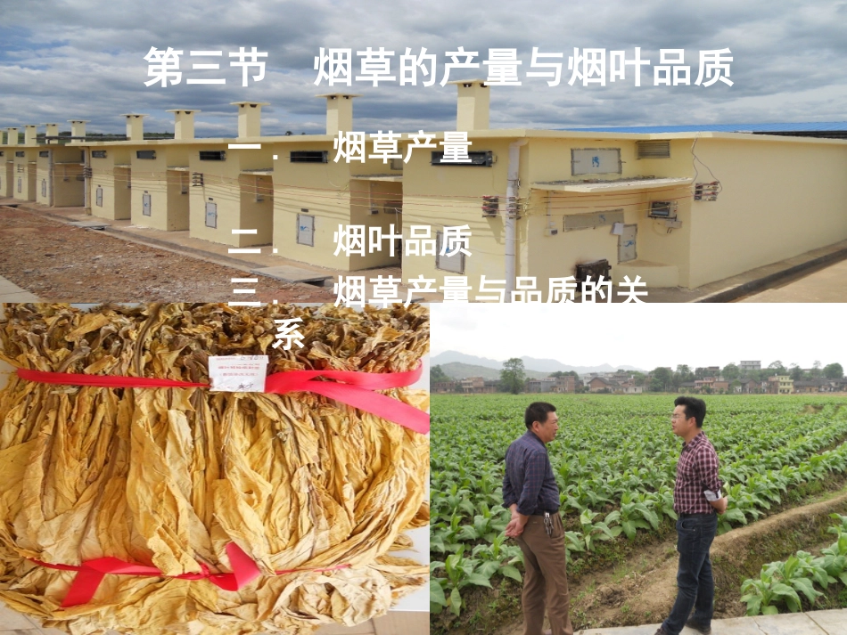 烟草的产量与品质_第3页