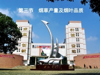 烟草的产量与品质