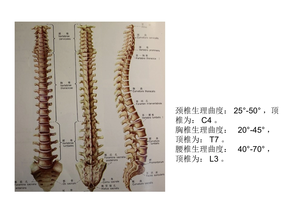 医学脊柱相关生物力线X线测量专题培训课件_第2页