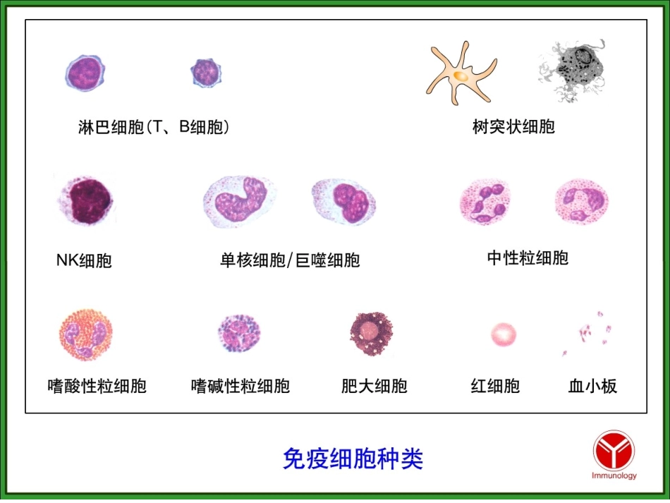 医学免疫学第八版免疫细胞_第3页