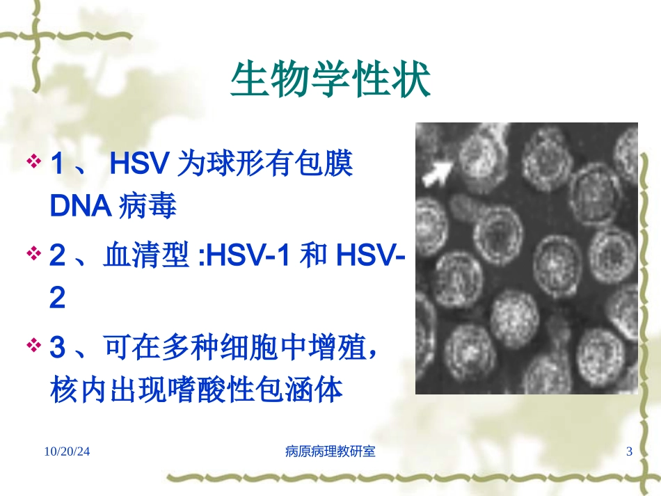 医学微生物学病毒单纯疱疹病毒_第3页