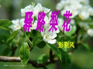 驿路梨花课件