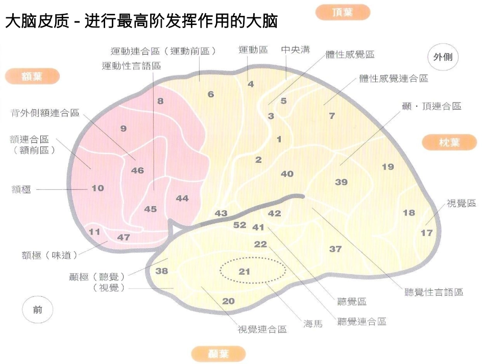 婴幼儿大脑发育_第2页