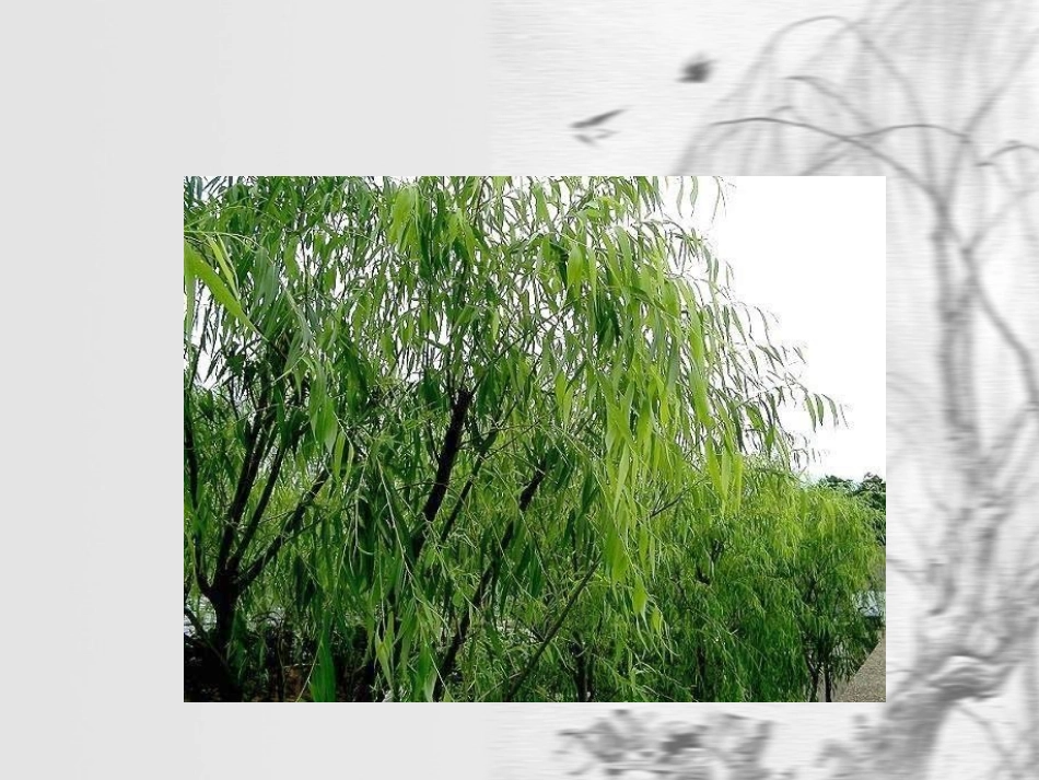 咏柳课件(3)_第3页
