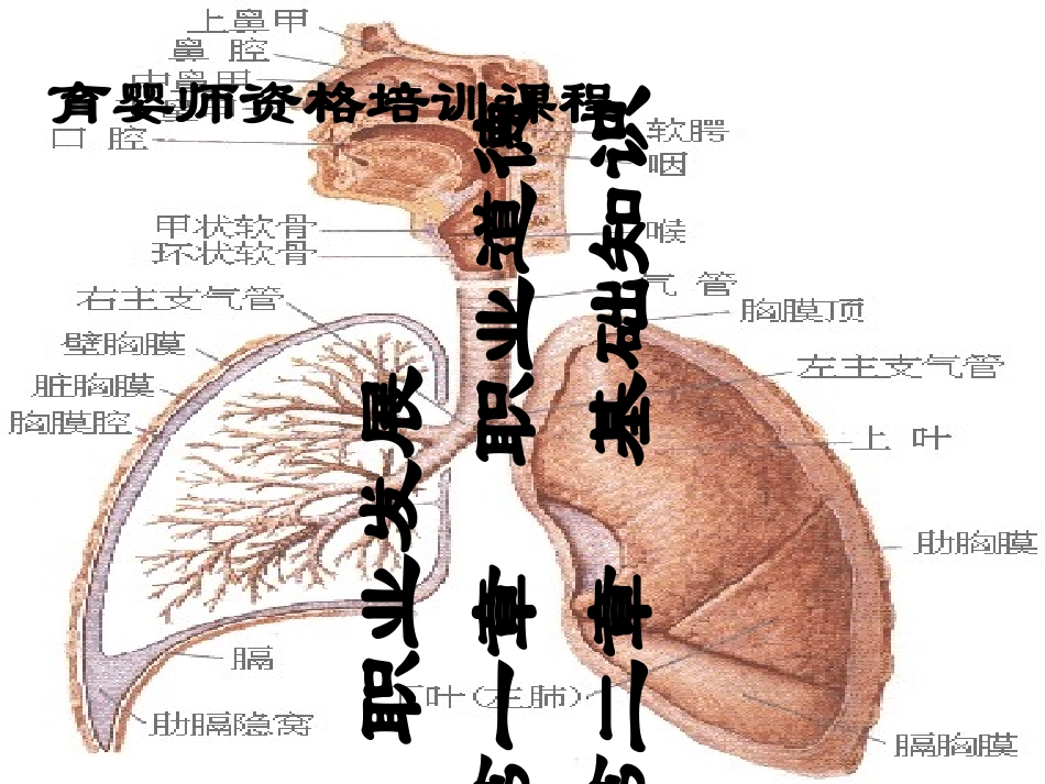 育婴师培训优质PPT课件_第1页