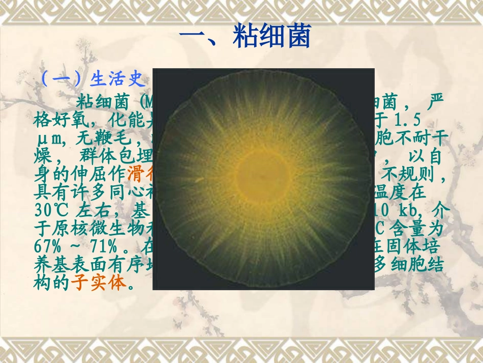 原核微生物粘细菌等综述_第3页